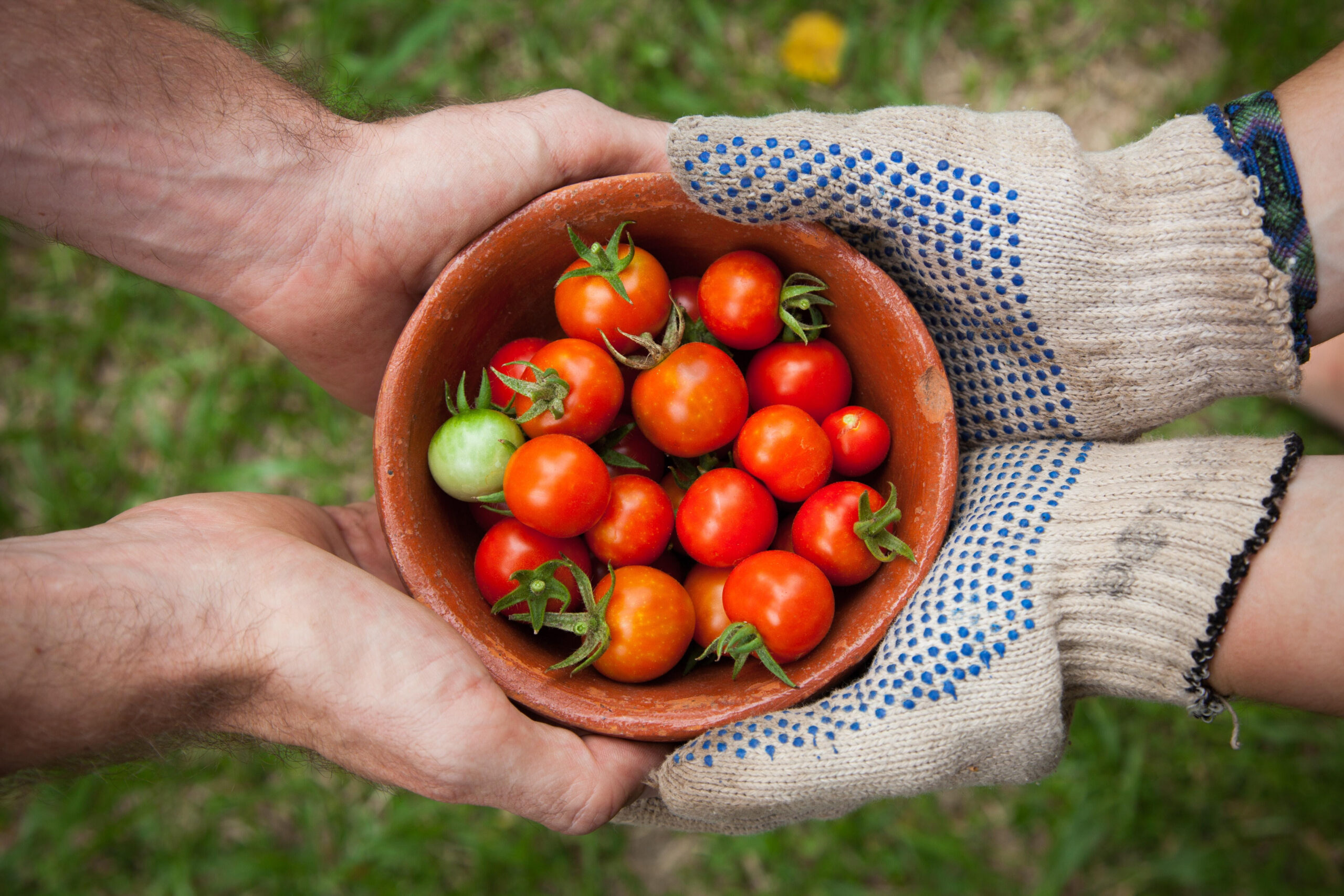 Climate Education for Sustainable Living